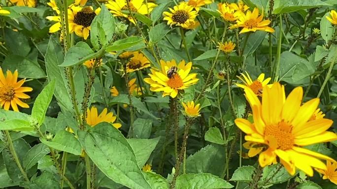 蜜蜂在假向日葵的田野上授粉