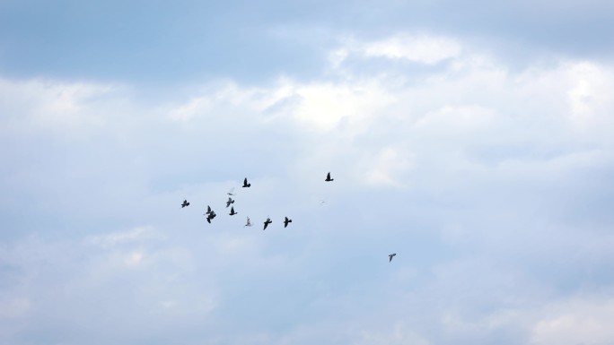 一群鸽子在空中缓慢地飞行