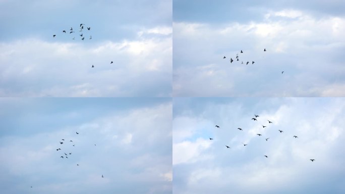 一群鸽子在空中缓慢地飞行