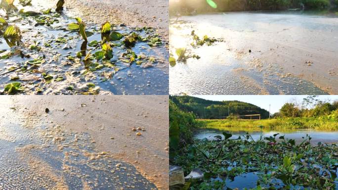 污水排放河道污染水中漂浮物