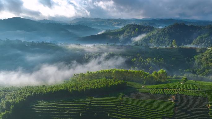 航拍云海茶山