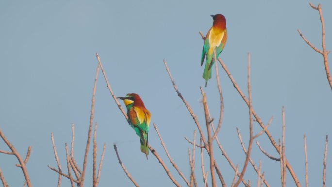 一群鸟——在一个阳光明媚的夏日傍晚，欧洲食蜂鸟（Merops apiaster）坐在灌木丛的树枝上。