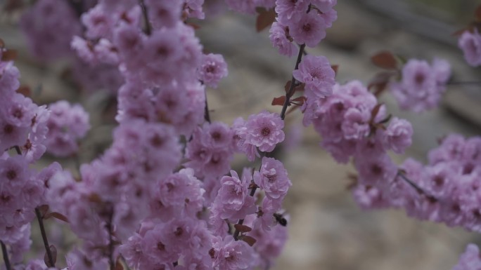 梅花 粉色 hlg 冬季 北方