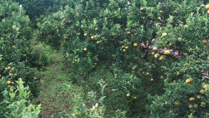 泰国的橘子园。橙子种殖业产业基地