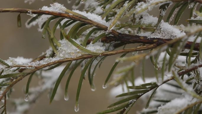 被雪覆盖的树枝