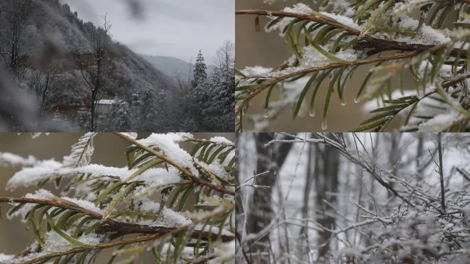 被雪覆盖的树枝