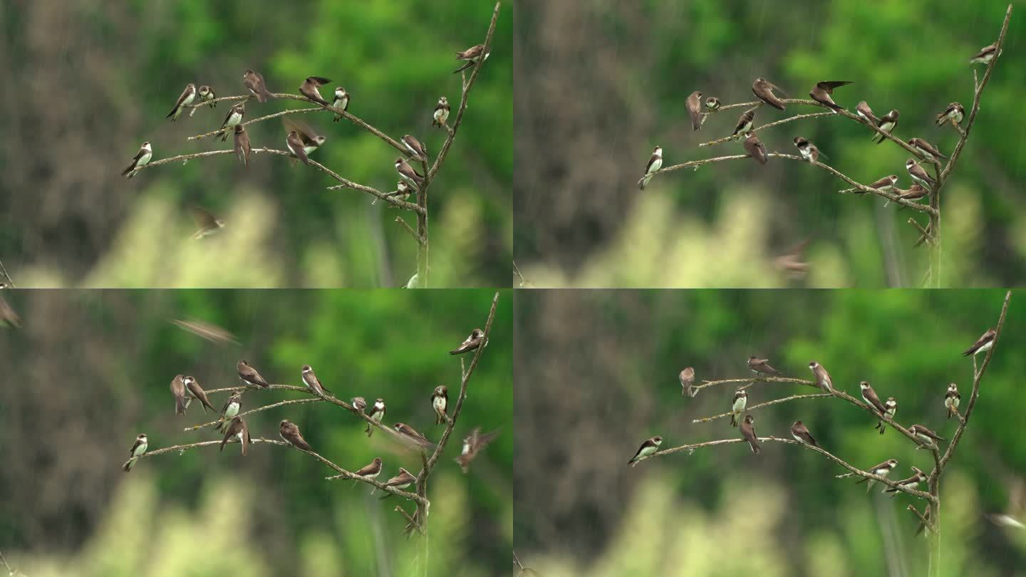 群鸟——在一个夏天的早晨，皱巴巴的沙丁鸟（Riparia Riparia）坐在干燥的灌木丛上，在雨中