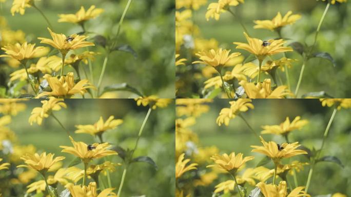 盛开的桃红花。蜜蜂采蜜花草