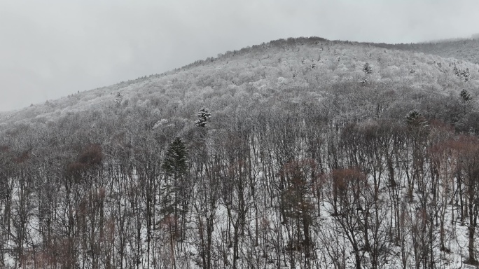 冬季航拍长白山森林雪景