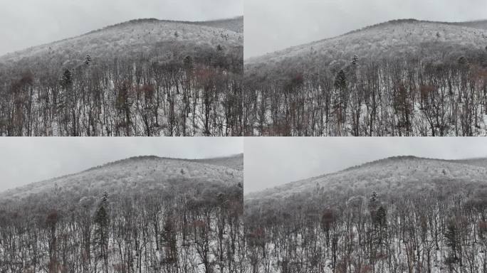 冬季航拍长白山森林雪景