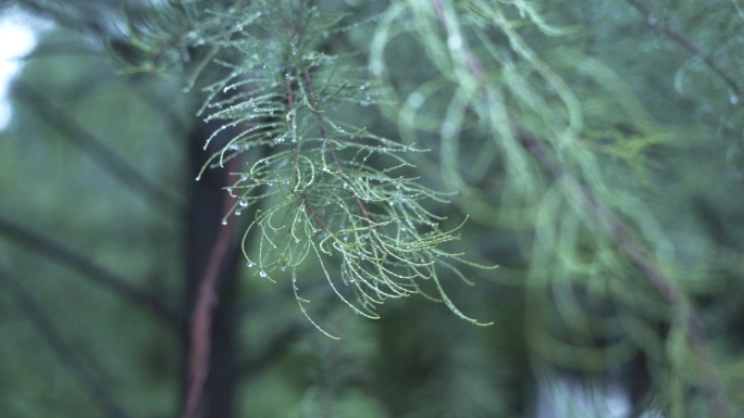 升格特写下雨天松针松树森林自然雨滴水珠