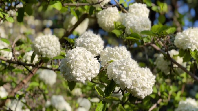 木绣球树、木绣球花、花朵盛开 02