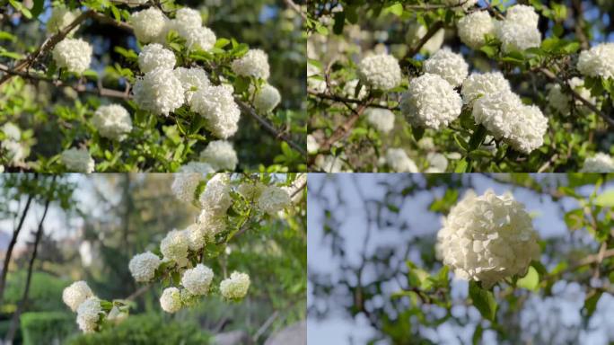 木绣球树、木绣球花、花朵盛开 02