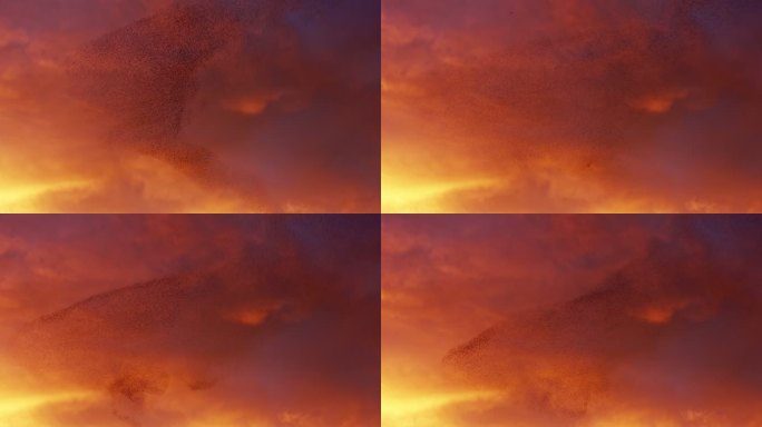 色彩斑斓的日落天空布满了椋鸟的飞行队形