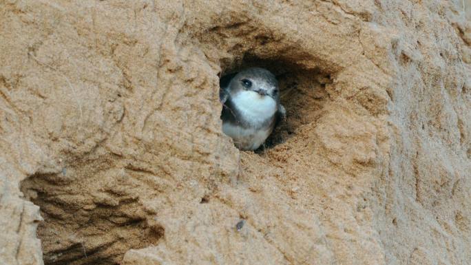 一个夏天的早晨，鸟结沙马（Riparia Riparia）从陡峭的沙坡上的洞里偷看。