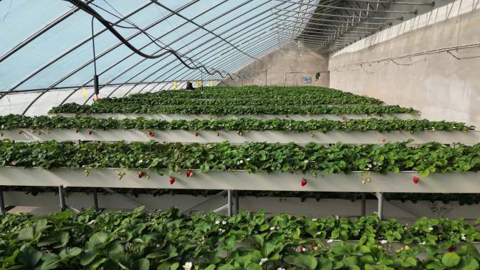 草莓 大棚 农作物 航拍 农村经济