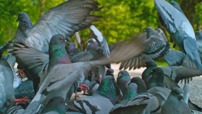 SLO MO公园里的一群鸽子