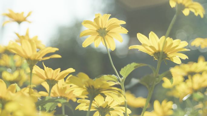 盛开的桃红花。黄花采蜜生机勃勃