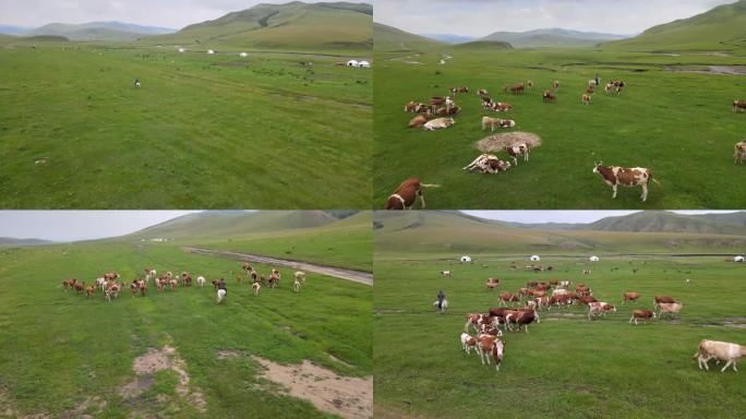 内蒙古 大草原放牧赶牛4K航拍