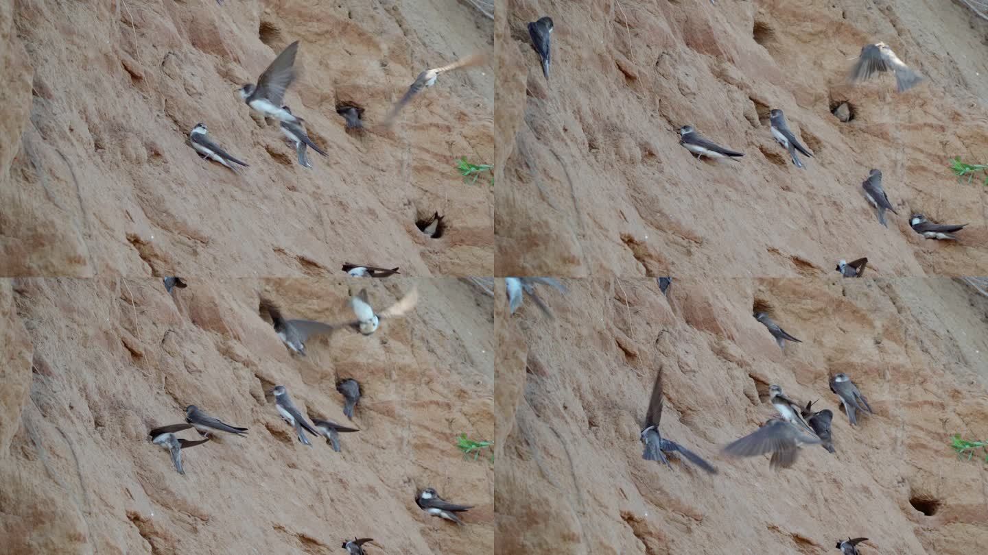 夏天的一个早晨，鸟儿们在陡峭的沙滩上围着自己的窝洞盘旋。