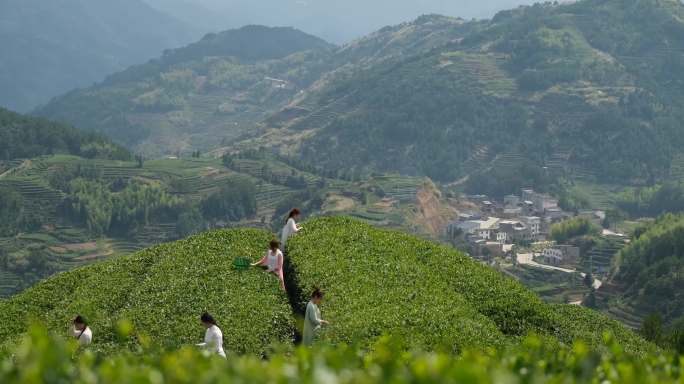 采茶女茶园采摘茶叶