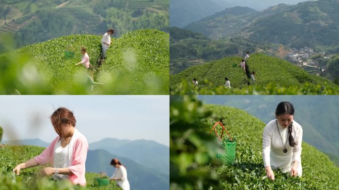 采茶女茶园采摘茶叶