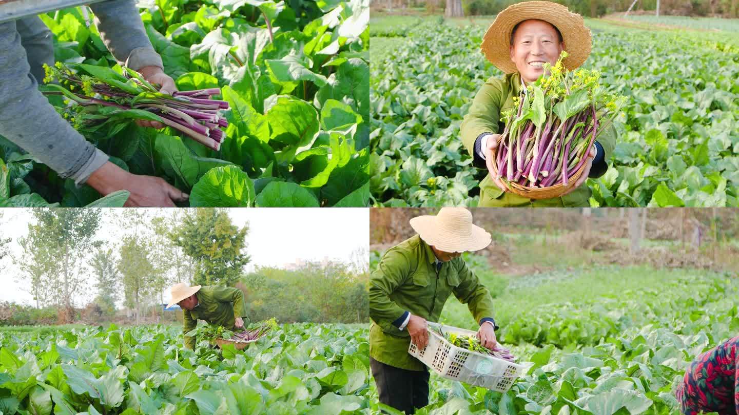 红菜苔种植