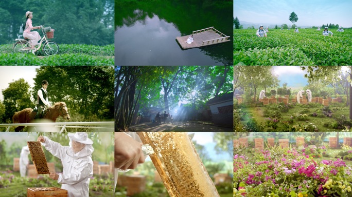 MINI拍摄蜜蜂采蜜采茶生态旅游合集4K