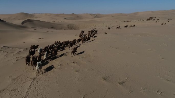 大漠骆驼