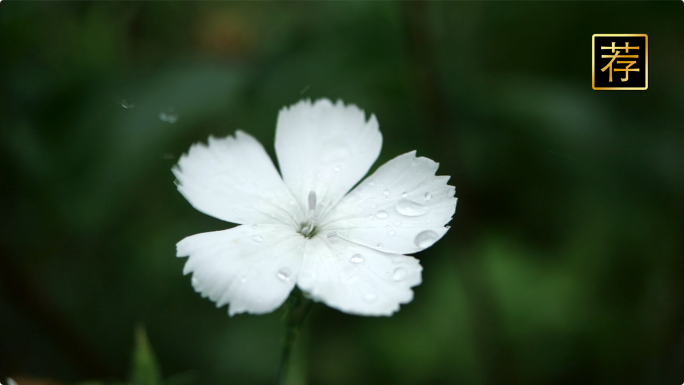 雨滴雨水下雨 叶子花朵水滴滑落 叶子滴水