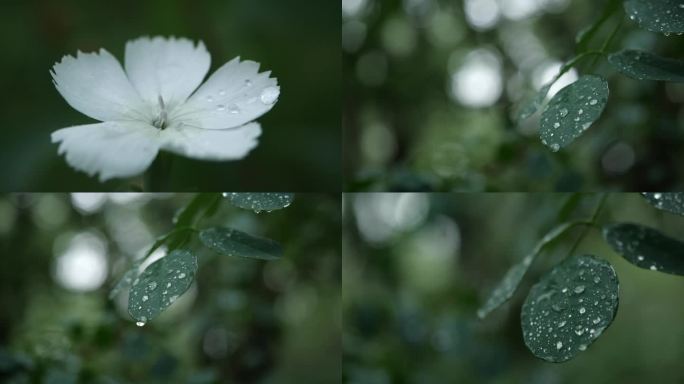雨滴雨水下雨 叶子花朵水滴滑落 叶子滴水