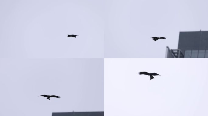 飞翔的黑耳鸢、老鹰、麻鹰