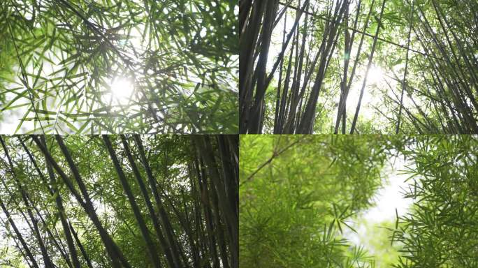 唯美竹林竹子阳光穿过竹林叶子