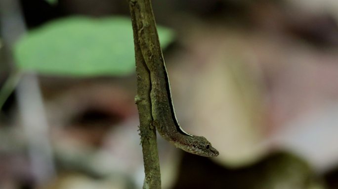 巴拿马Gecko变色龙野生动物世界保护生