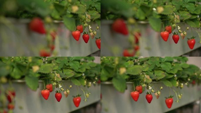 草莓 大棚 乐都区 采摘期 种植 农业