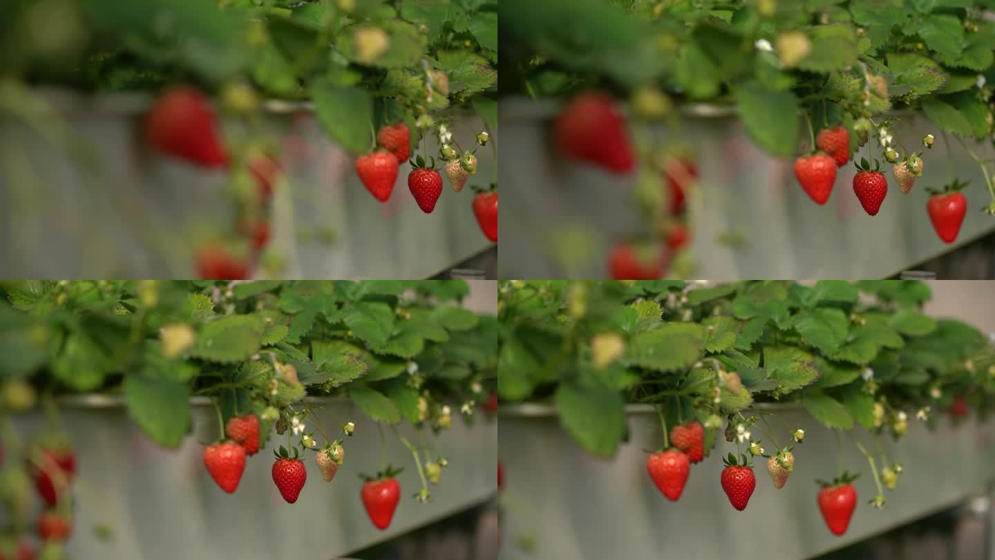 草莓 大棚 乐都区 采摘期 种植 农业