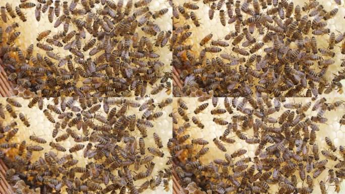 蜂巢里蜂蜡密密麻麻爬满了蜜蜂特写