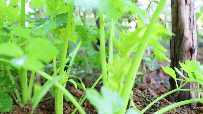 芹菜种植蔬菜