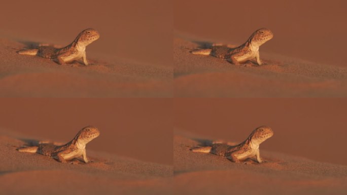斑点蟾头龙（Phrynocephalus guttatus），卡尔梅基亚共和国沙漠