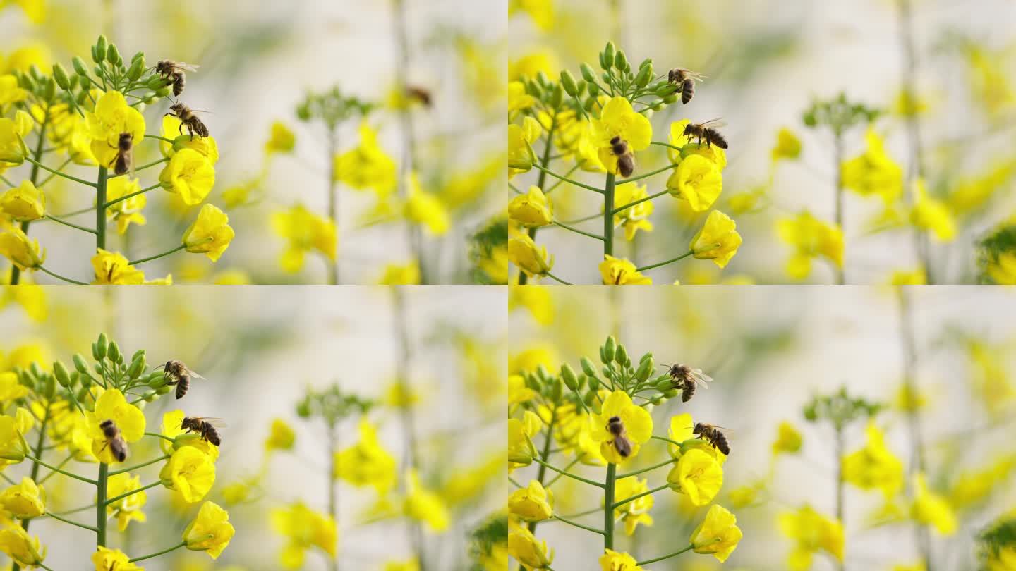 春天田野里油菜花上采蜜蜜蜂特写镜头