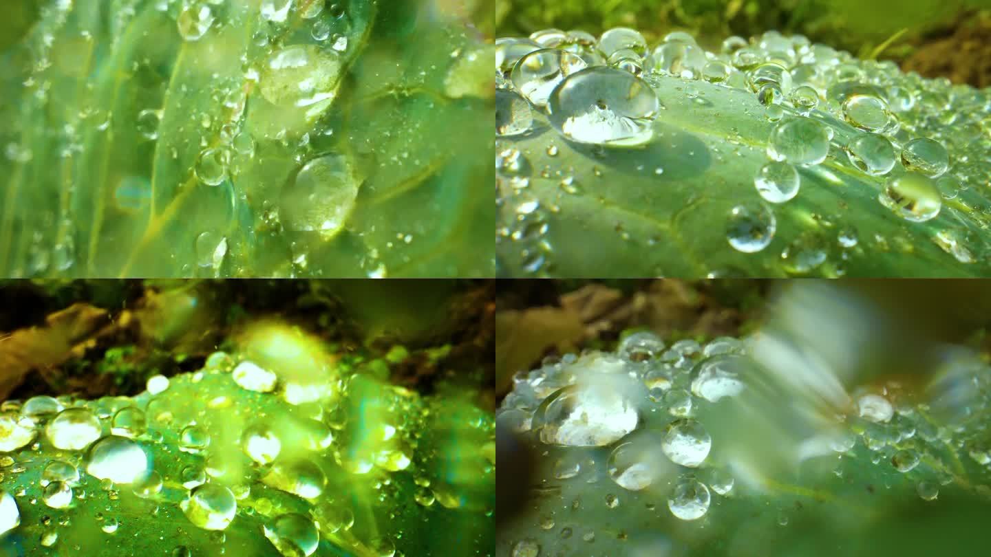 水滴大自然雨树叶水珠绿色雨水滴水唯美水珠