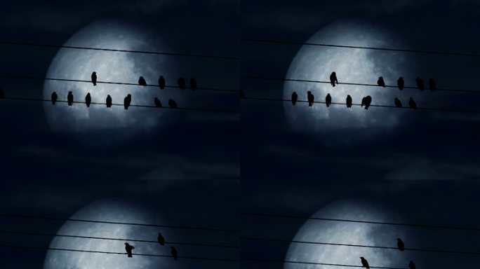 有声恐怖场景成群的鸟电力线月光