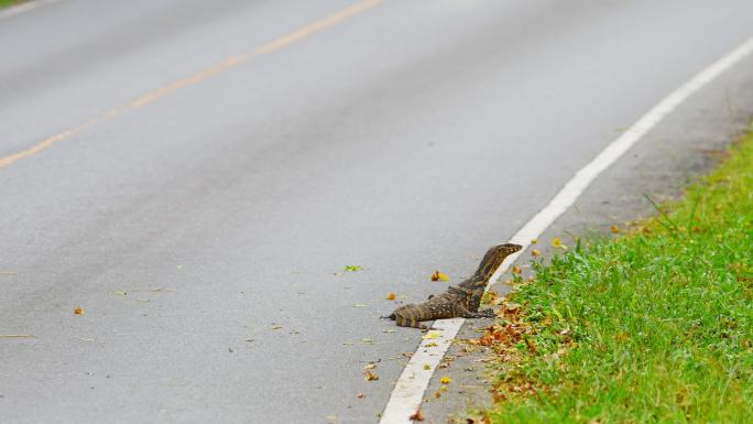巨蜥监视器公路边觅食动物世界