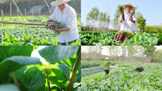 红菜苔产地