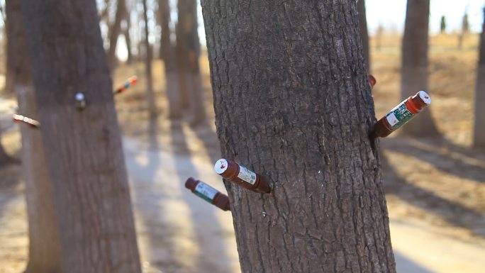冬季公园树木树身扎着营养针剂素材06