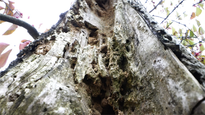 【4K】枯树枯木虫蛀腐蚀树干一棵被虫害树