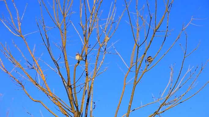 冬季树上一家三只麻雀停落在枝头梳理羽毛