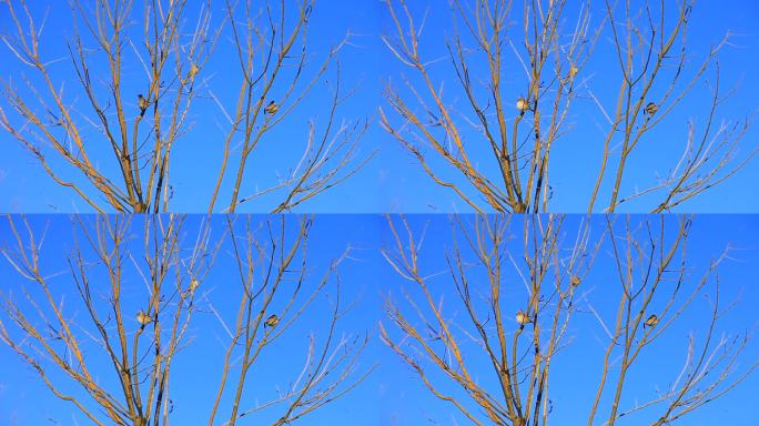 冬季树上一家三只麻雀停落在枝头梳理羽毛