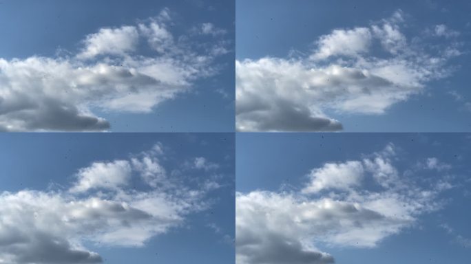 成群的鸟在飞翔蓝天延时云卷云舒风云变幻