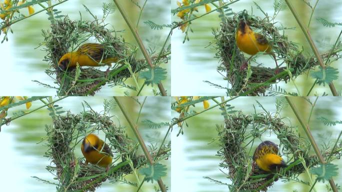 造鸟巢的鸟鸟巢视频空镜头通用素材